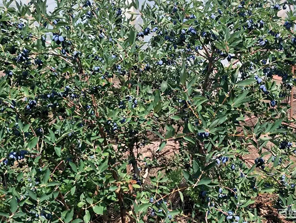 黑龍江藍靛果苗